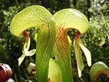 10 CARNIVOROUS COBRA LILY (California Pitcher Plant) Darlingtonia Californica Flower Seeds