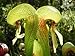 10 CARNIVOROUS COBRA LILY (California Pitcher Plant) Darlingtonia Californica Flower Seeds