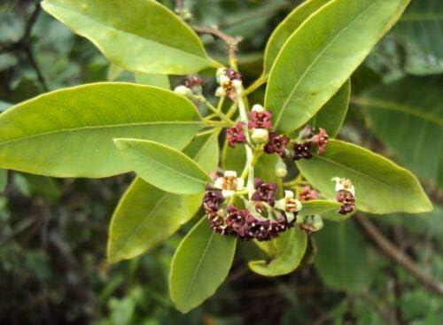 Santalum Album Sandalwood Tree - Exotic 4+ Seeds! yKE -554