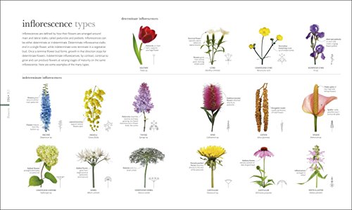 Flora: Inside the Secret World of Plants - Thumbnail 7