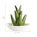 HOME SMILE Ceramic Aloe Tropical Ring Holder Dish for Jewelry, Engagement Wedding Ring Organizer Trinket Trays