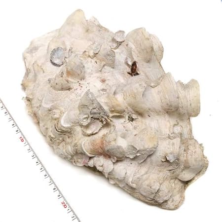 Amazon Co Jp 天然貝殻 シャコ貝 ヒレシャコガイ 大サイズ 1枚片面 おもちゃ