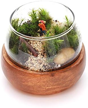 Amazon Co Jp 苔テラリウム 手作り キット 登山 ホーム キッチン