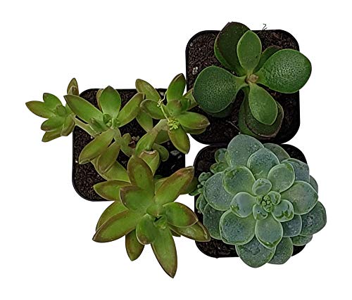 5 Succulent+Plants+Pack+Succulents+Decoration