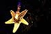TLTSHOPS 20 LED Colorful Starfish String Lights (Multi-Color), Great for Festival Parties,Decorations,Wedding etc LED016
