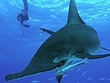 Monster Hammerhead