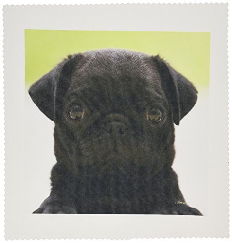 3dRose LLC qs_21198_4 Pug Puppy Quilt Square, 12 by 12-Inch