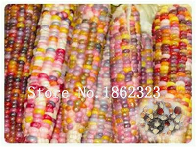 Pinkdose 30 pcs. Sweet Rainbow Corn Bonsai Cereales de Granos de ...