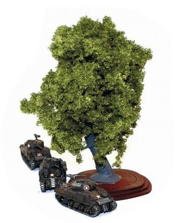 Oak Tree - Mature