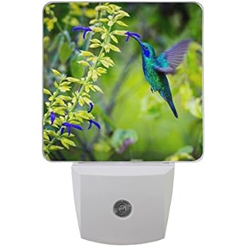 Naanle Set of 2 Beautiful Green Violet Ear Hummingbird Feeding Floral Flower On Fuzzy Green Woodland Auto Sensor LED Dusk to Dawn Night Light Plug in Indoor for Adults