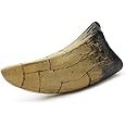 Fossilized Teeth and Claws of Various Prehistoric Dinosaurs, Megalodon Shark Teeth, and High-Fidelity Replicas (Tyrannosaurus Rex Tooth)