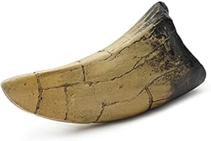 PUMNAO Fossilized Teeth and Claws of Various Prehistoric Dinosaurs, Megalodon Shark Teeth, and High-Fidelity Replicas (Tyrannosaurus Rex Tooth)