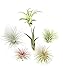 Shop Succulents | Assorted Collection of Tropical Tillandsia Air Plant Kit, Hand Selected Variety Pack | Collection of 6