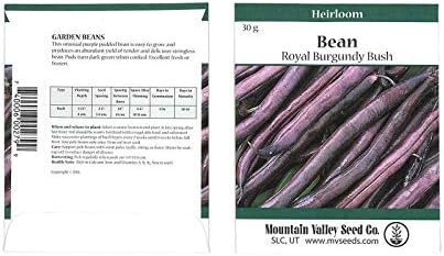 Royal Burgundy Bush Bean Seeds - 30 g Packet - Heirloom Green SNAP - Garden