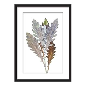 Framed Wall Art - Plant Leaves Specimen - Giclee Printed Art in Black Picture Frames White Matting - 23x31 inches