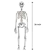 Halloween Decoration Pose-N-Stay Full Body Skeleton Plastic Bones 36