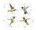 Anti-Collision Window Clings Bird Alert Collision Decals to Prevent Bird Strikes on Window Glass - Set of 12 Hummingbirds