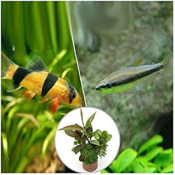 Amazon 熱帯魚 水草 ビギナースタートセット インパイクティス ケリー ６匹 クラウンローチ ２匹 北海道 九州航空便要保温 Charm チャーム 生体水草 通販