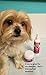 Seamus Medicated Anti Itch Spray for Dogs, Cats and Horses –Veterinarian Formula Itch Relief for Dermatitis, Dry Skin, Allergies, Minor Cuts with PRAMOXINE, Omega-6 Fatty ACIDS and COLLOIDAL Oatmeal