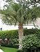 20 Fresh Seeds- SABAL PALMMETTO "Cabbage Palm" HARDINESS ZONE: 7 - 11 By Seeds and Things