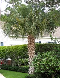 20 Fresh Seeds- SABAL PALMMETTO “Cabbage Palm” HARDINESS ZONE: 7 - 11 By Seeds and Things