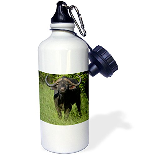 3dRose Cape Buffalo, Syncerus caffer, Hwange NP, Zimbabwe, Africa-Sports Water…