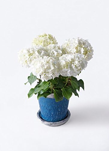 Amazon Hitohana ひとはな 母の日ギフト 鉢花アジサイ 5号ホワイトレオンアンティークテラコッタblue 観葉植物 オンライン通販 Amazon Hitohana ひとはな 母の日ギフト 鉢花アジサイ 5号ホワイトレオンアンティークテラコッタblue 観葉植物 オンライン通販
