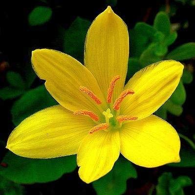 FernsFly IMP. Rain Lily | Zephyranthes Lily | Magic lily Flower Bulbs Home Indoor Outdoor Flowering Gardening Bulbs Blooming planting (Pack of 18 Yellow Rain Lily)