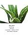 Avocado Eye Cream - 100% Vegan & Natural - Daily Eye Cream
