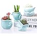 Seashell Succulent Pots 4pcs,Ceramic Planters of Sea Theme with Drainage Hole Cactus/Flower Plant Pots Perfect for Home Office Decor