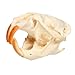 HLXFF3 White Muskrat Skull