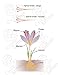 Cyrus Premium Quality Saffron Threads for Flavorful & Aromatic Meals - Organic and Natural Saffron Strands | Perfect Spice Addition to Savory Meals, Desserts and Teas (1 Gram)
