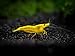 Aquatic Arts 10 Live Freshwater Golden Back Yellow Shrimp (Neocaridina davidi - 1/2 to 1 Inch Long)
