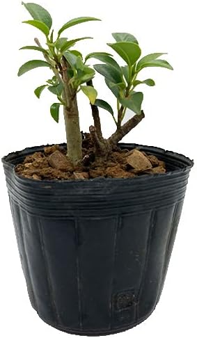 Amazon Co Jp がじゅまる ガジュマル 挿木苗 Diy 工具 ガーデン