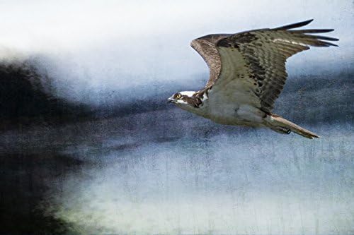 " The Flight of An Osprey No. 1 "