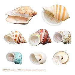 Hermit Crab Shells/Turbo Shells/8Pcs Assorted Turbo