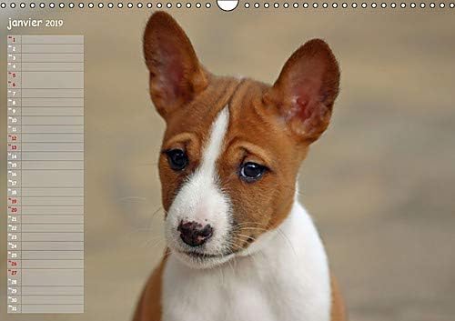 race chien basenji