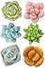 Segreto Creative Refrigerator Magnet Simulated Succulent Plant Resin Fridge Magnet for House Office Kitchen Whiteboard,6 pcs