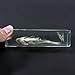 REALBUG Big Head Carp Fish Paperweight (4.4x1.6x1.1)