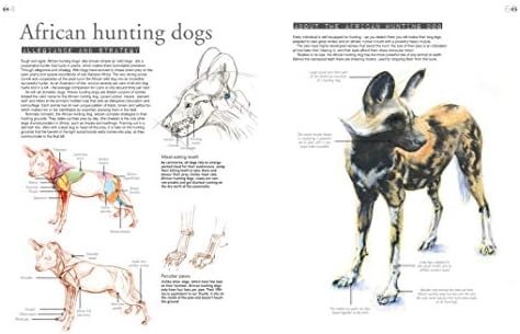 The Field Guide To Drawing And Sketching Animals Pond Tim Amazon Pl Books The Field Guide To Drawing And Sketching Animals Pond Tim Amazon Pl Books