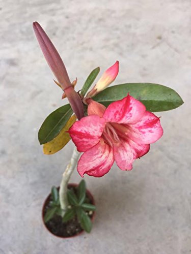 4 Caudex+Bonsai+very+rare+quantities+new+new+new