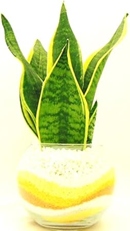 Amazon 観葉 植物 サンセベリア ハイドロカルチャー ガラス植え M 黄オレンジ お手入れ簡単 室内で安心な土を使わない水耕栽培 お部屋にグリーンを置いてきれいな空気でリラックス 観葉植物 オンライン通販