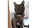 Necoichi Ninja Cat Collar (Red)