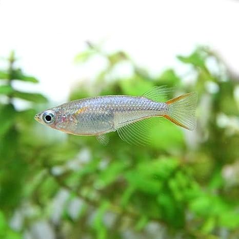 Amazon 熱帯魚 オリジアス ウォウォラエ ４匹 ペア指定不可 生体 ネオス 観賞魚 水中生物 通販