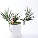 Sustee Aquameter (Pink, Medium) - Plant Moisture Meter – Soil Water Monitor, Sensor, Indicator, Probe – Best for Potted Plants