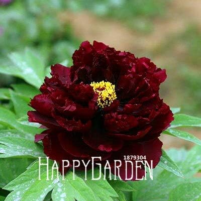 Amazon ホット販売 ピンクと赤のダブルカラー牡丹の花の種鉢植えの花盆栽植物の種ホームガーデン10種子 バッグ S48p4r 花