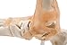 Foot Joint Model with Ligaments,Kouber Human Anatomical Model,Life Size,Height 11