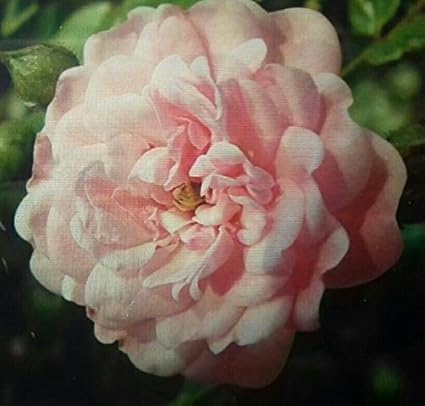 Amazon マルチフローラエンジェルローズ ロサポリアンサ ベイビーローズ 16種子 3個買うと1個プレゼント Scoutseed ホーム キッチン