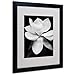 Trademark Fine Art Magnolia Canvas Wall Art by Michael Harrison with Black Frame, 16 by 20-Inch