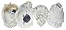 U.S. Shell, Oyster Shells, 3 to 4 inches, 3